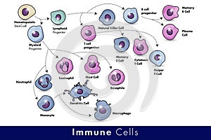 Cells of the Immune system. List of immune cells- dendritic, Mast, Neutrophil, Macrophage, Cell, Phagocytosis, Natural Killer, B, photo
