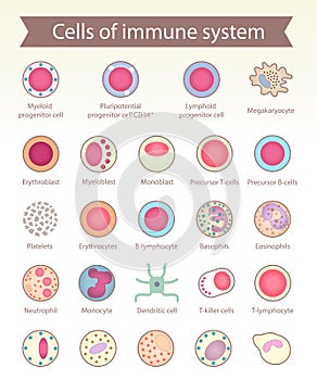 Cells of immune system. photo