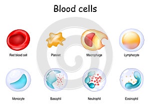 blood cell and Cells of the immune system photo