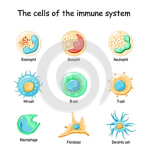 Cells of the immune system. White blood cells