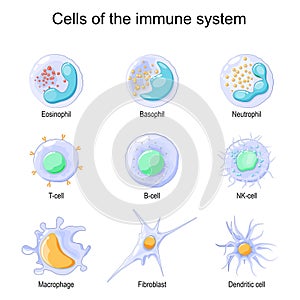 Cells of the immune system. White blood cells or leukocytes