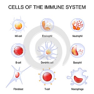 Cells of the immune system. White blood cells or leukocytes