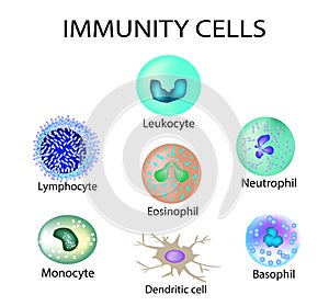 Cells of immunity. Set. Leukocyte, lymphocyte, eosinophil, neutrophil, monocyte, basophil, dendritic cell. Vector photo