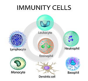 Cells of immunity. Set. Leukocyte, lymphocyte, eosinophil, neutrophil, monocyte, basophil, dendritic cell. Vector illustration on