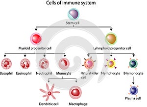 Cells of the innate and adaptive immune system, Hematopoiesis.