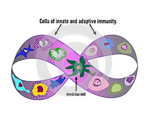 Cells of innate and adaptive immunity.The Mobius strip. photo