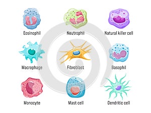 Cells lymphocyte. Immune system human anatomy, blood cell or leukocytes nk fibroblast macrophage Eosinophil Neutrophil