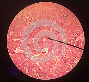 Cells in reproductive female cytology and histology concept