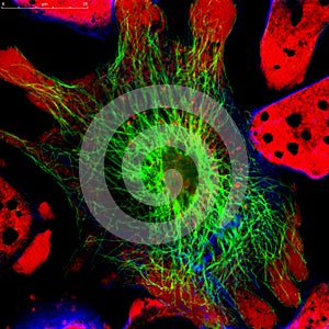 Cells under microscope