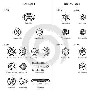 Cells of viruses and bacteria