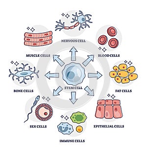 Cellular differentiation process with stem cell type change outline diagram