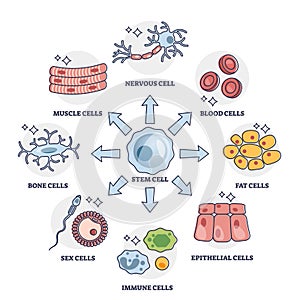 Cellular differentiation process with stem cell type change outline diagram photo