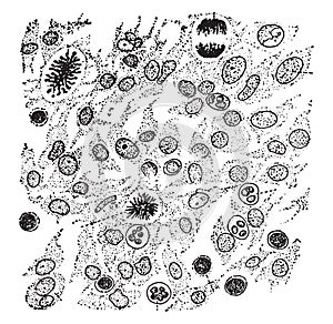 Cellular elements of granulation tissue, vintage engraving