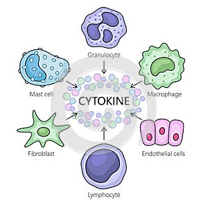 Cellular Interactions Cytokines Diagram medical
