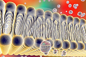 Cellular membrane with diffusion of molecules