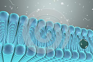 Cellular membrane with diffusion of molecules