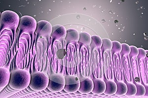 Cellular membrane with diffusion of molecules