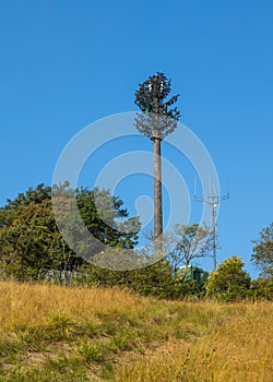 A cellular network tower disguised as a pine tree