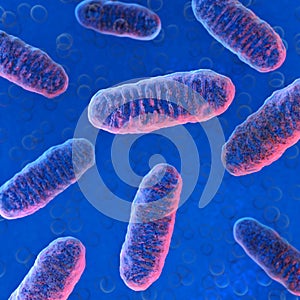 Cellular organelle mitochondria.