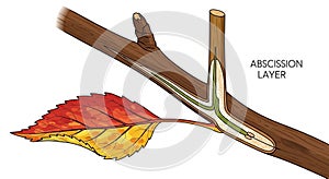 The cellular processes involved in leaf detachment. The abscission