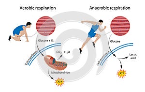 Cellular respiration: aerobic and anaerobic photo