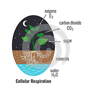 Cellular Respiration Biological Composition