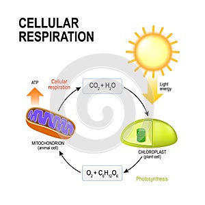 Cellular respiration. Connecting Cellular Respiration and Photos photo