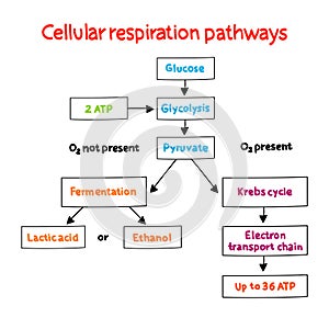 Cellular respiration pathways mind map process, medical concept for presentations and reports mind map process, business concept