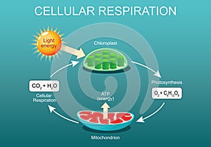 Cellular respiration. Pocesses of aerobic metabolism