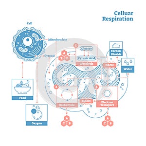 Cellular respiration medical vector illustration diagram, respiration process scheme. photo