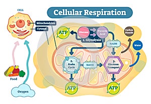 Cellular respiration medical vector illustration diagram, respiration process scheme. photo