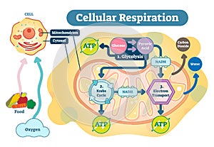 Cellular respiration medical vector illustration diagram, respiration process scheme.