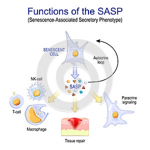 Cellular senescence. Functions of the SASP