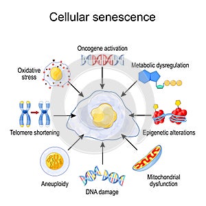 Cellular senescence