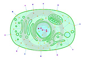 Cellular signalling