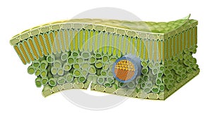 Cellular Structure of Leaf. Internal Leaf Structure a leaf is made of many layers that are sandwiched between two layers of tough photo