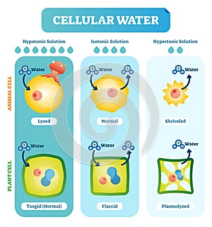 Cellular water levels biological vector illustration diagram with animal and plant cell.