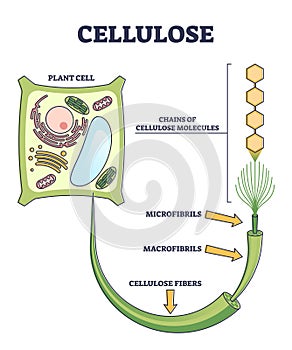 Cellulose as organic compound structure from plant cell outline diagram