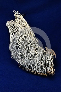 Cellulose from dried cactus branch