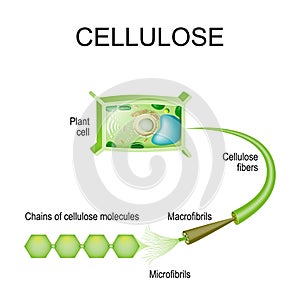 Cellulose in the plant cell. photo