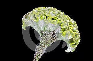 Celosia Act Verda Brain Flower Plant Color Texture Close-Up Macro Background - Wallpaper