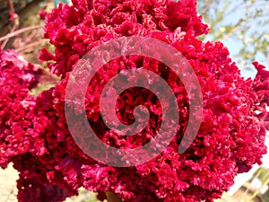 Celosia , also known as Cocks Comb, is a fascinating, unique looking flower that blooms in a variety of red, yellow, and orange.