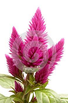 Celosia argentea photo