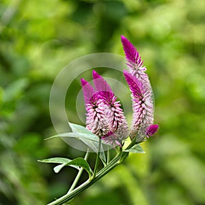 Celosia argentea photo