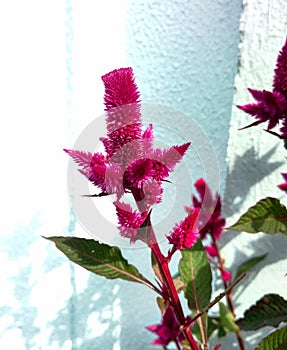 Celosia argentea