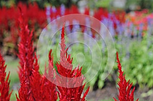 Celosia argentea