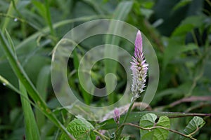 celosia argentea or boroco plant