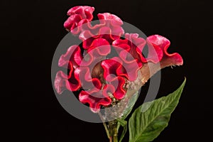 Celosia argentea, closeup photo