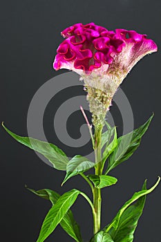 Celosia argentea, closeup photo