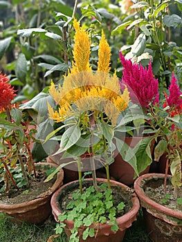 Celosia argentea, cock`s comb or chinese wool flower